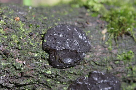 Image of Black Witches' Butter