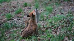 Image of Vulpes vulpes schrencki Kishida 1924