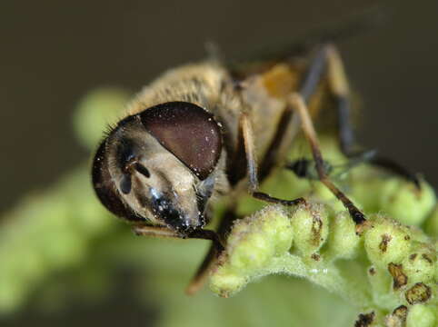 Image of Eristalis similis