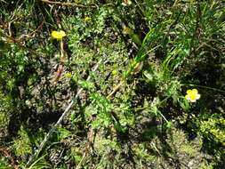 Image of hairy buttercup