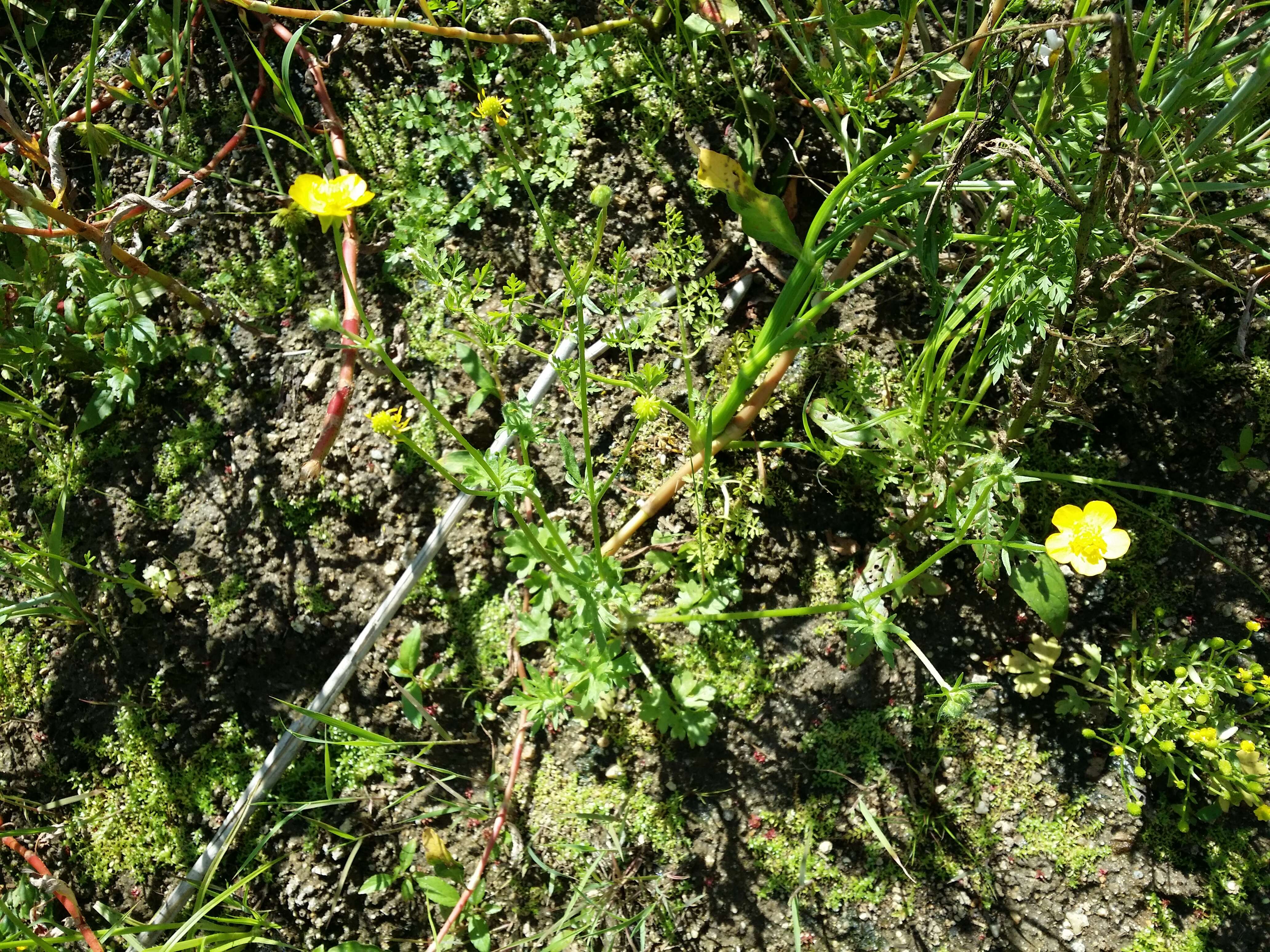 Image of hairy buttercup