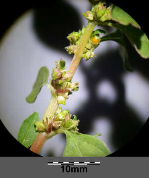 Image of Mediterranean Amaranth