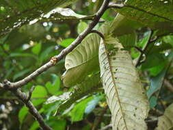 Image de Virola surinamensis (Rolander) Warb.