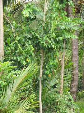 Image de Passiflora laurifolia L.