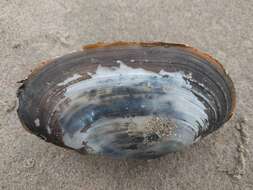 Image of common otter clam