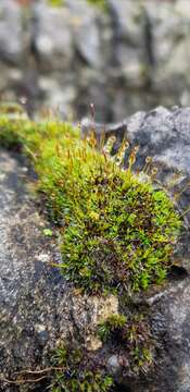 Image of tortula moss