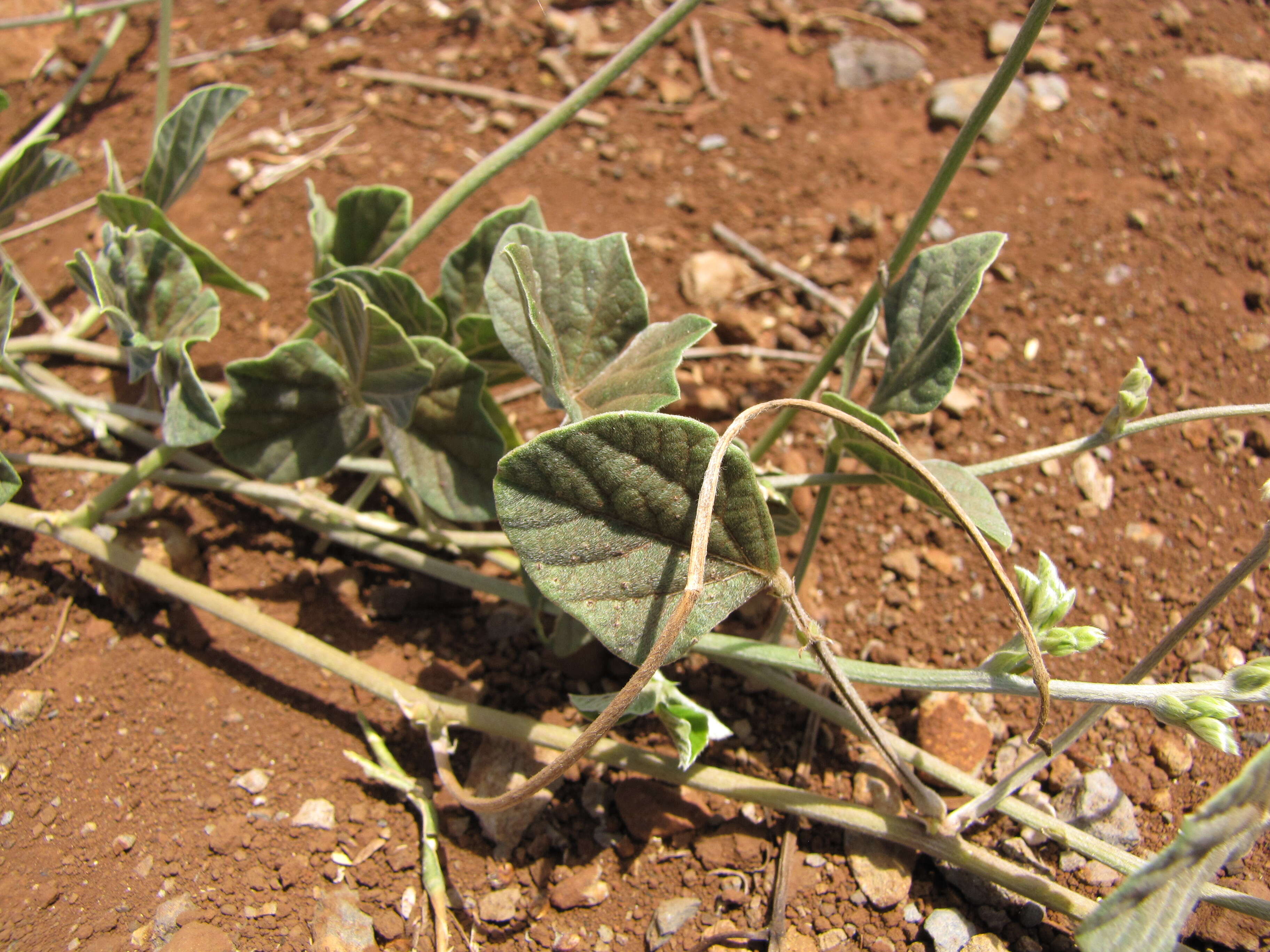 Macroptilium atropurpureum (DC.) Urb. resmi