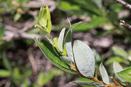 Image of Geyer willow