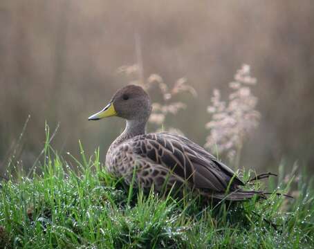 Image of Yellow-billed Pintail