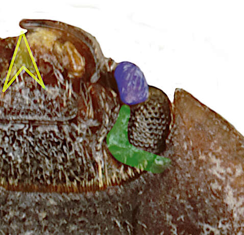 Image of Sap-feeding beetle