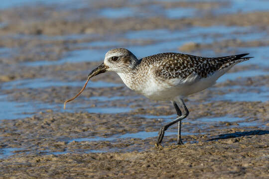 Image of Pluvialis Brisson 1760