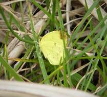 Image de Eurema blanda (Boisduval 1836)