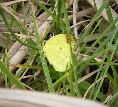 Image of Eurema blanda (Boisduval 1836)