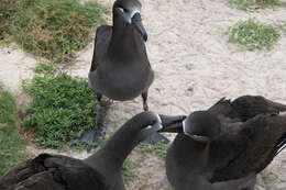 Image of Black-footed Albatross