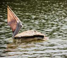 Image of Grey Pelican