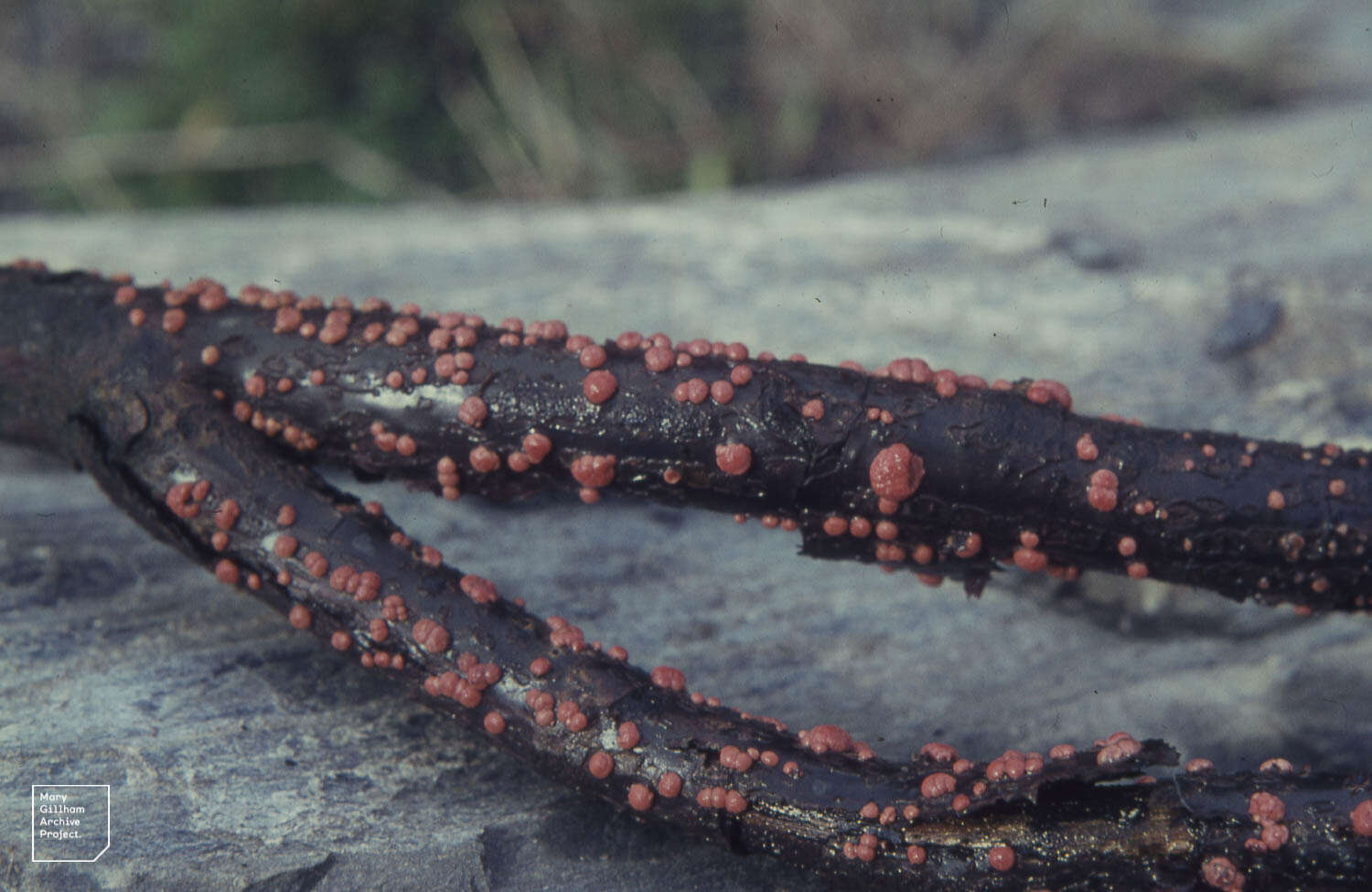 Image of Nectria cinnabarina (Tode) Fr. 1849