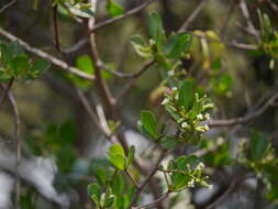 Image of Lumnitzera racemosa Willd.