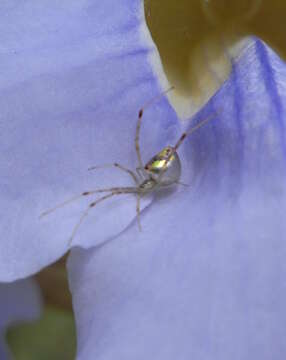 Image of Argyrodes antipodianus O. Pickard-Cambridge 1880