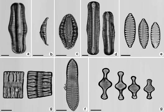 Imagem de Tabellariaceae