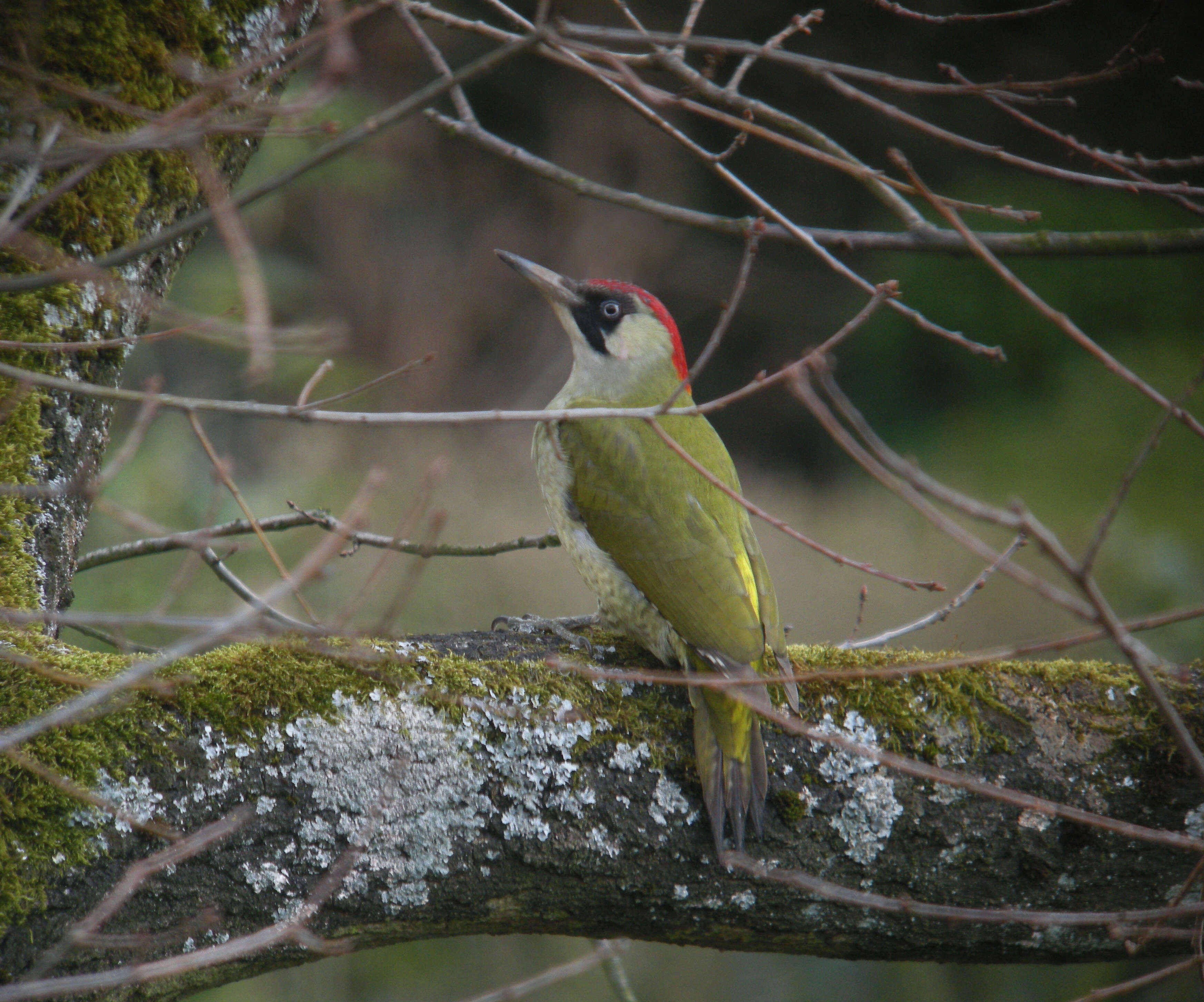 Image of Eurasian Green Woodpecker