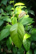 Plancia ëd Ficus sagittata J. König ex Vahl