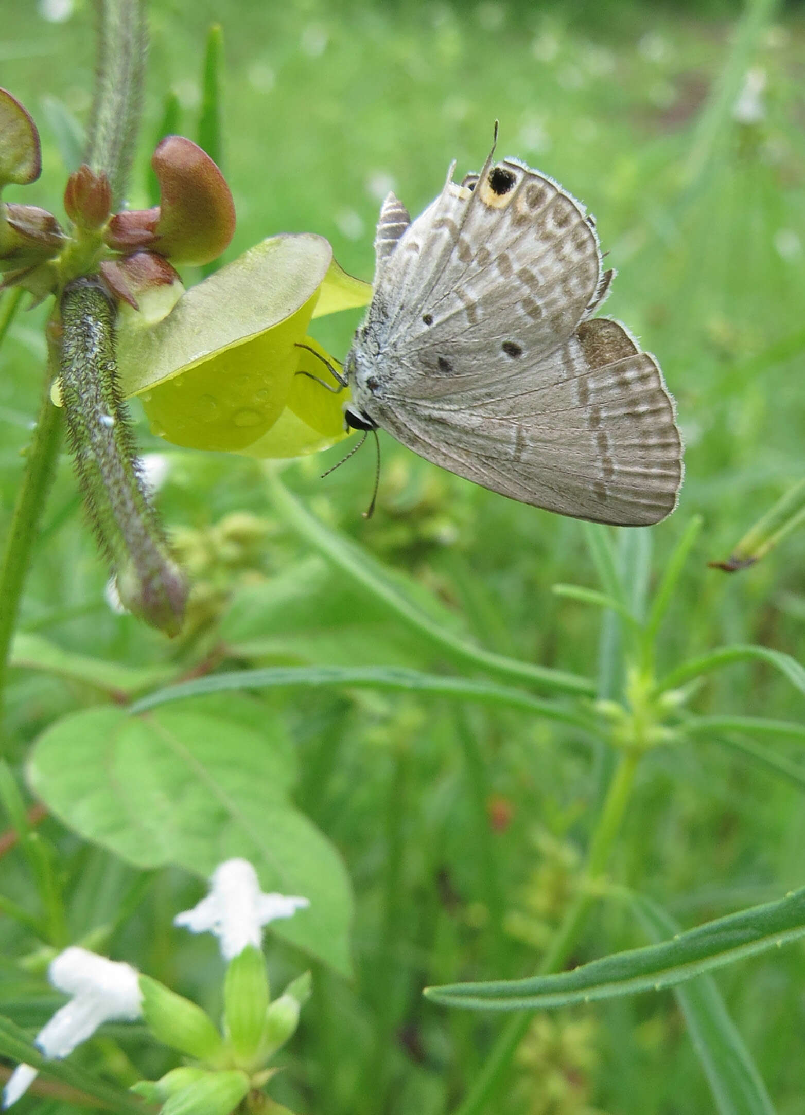 صورة Euchrysops cnejus (Fabricius 1798)