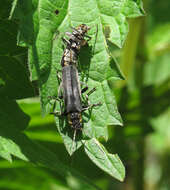 Image of Cantharis obscura