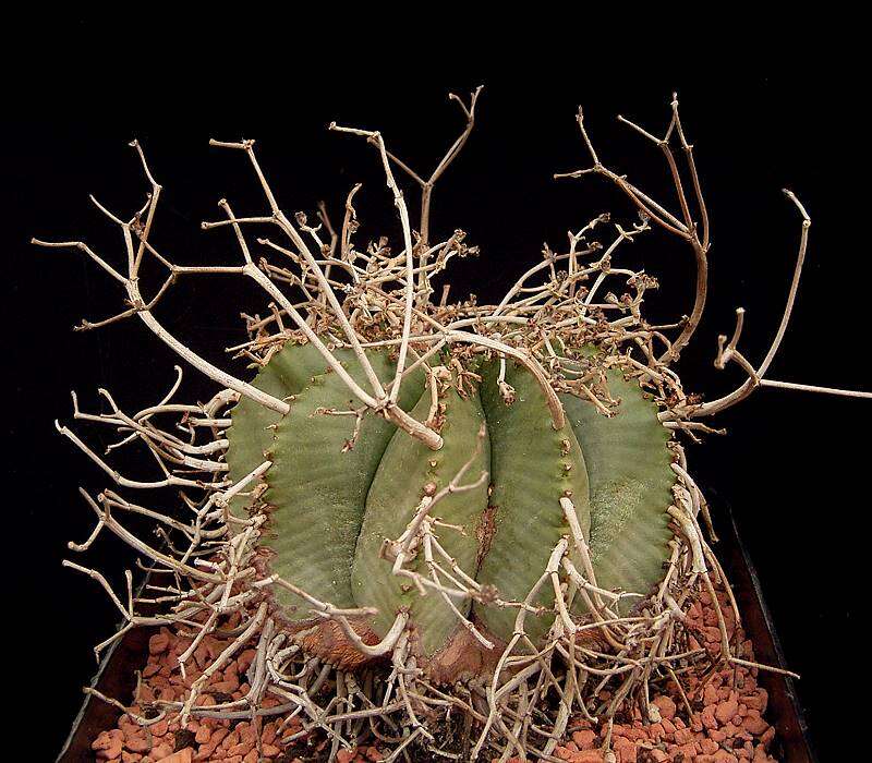 Image of Euphorbia meloformis Aiton