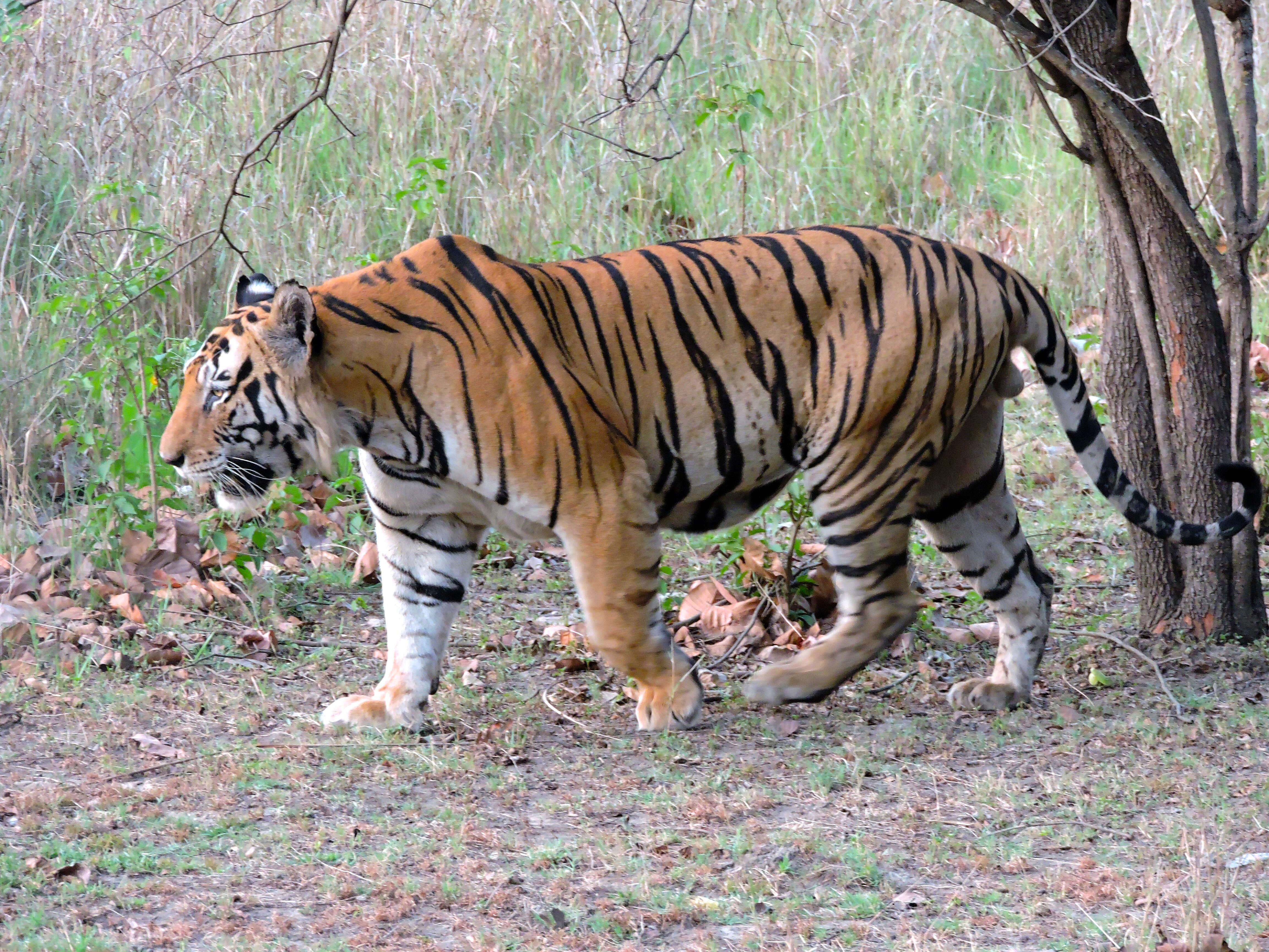 Image of Tiger