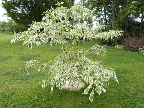 Image of giant dogwood