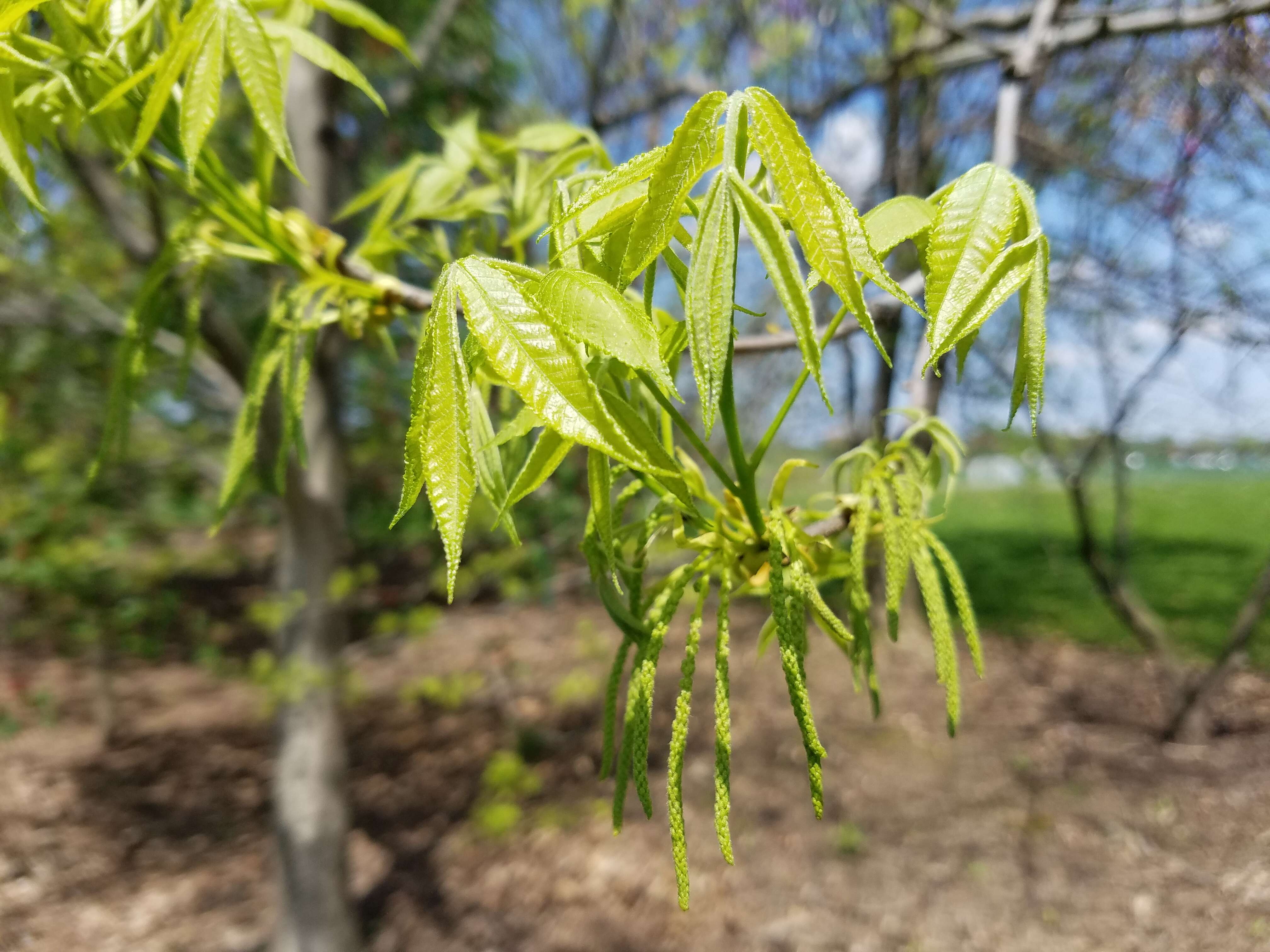 Image of bitternut hickory