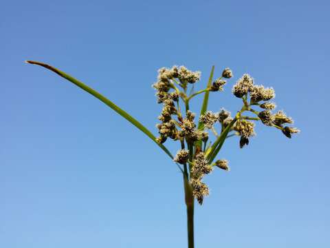 Слика од Scirpus sylvaticus L.