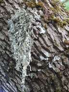 Image of cartilage lichen