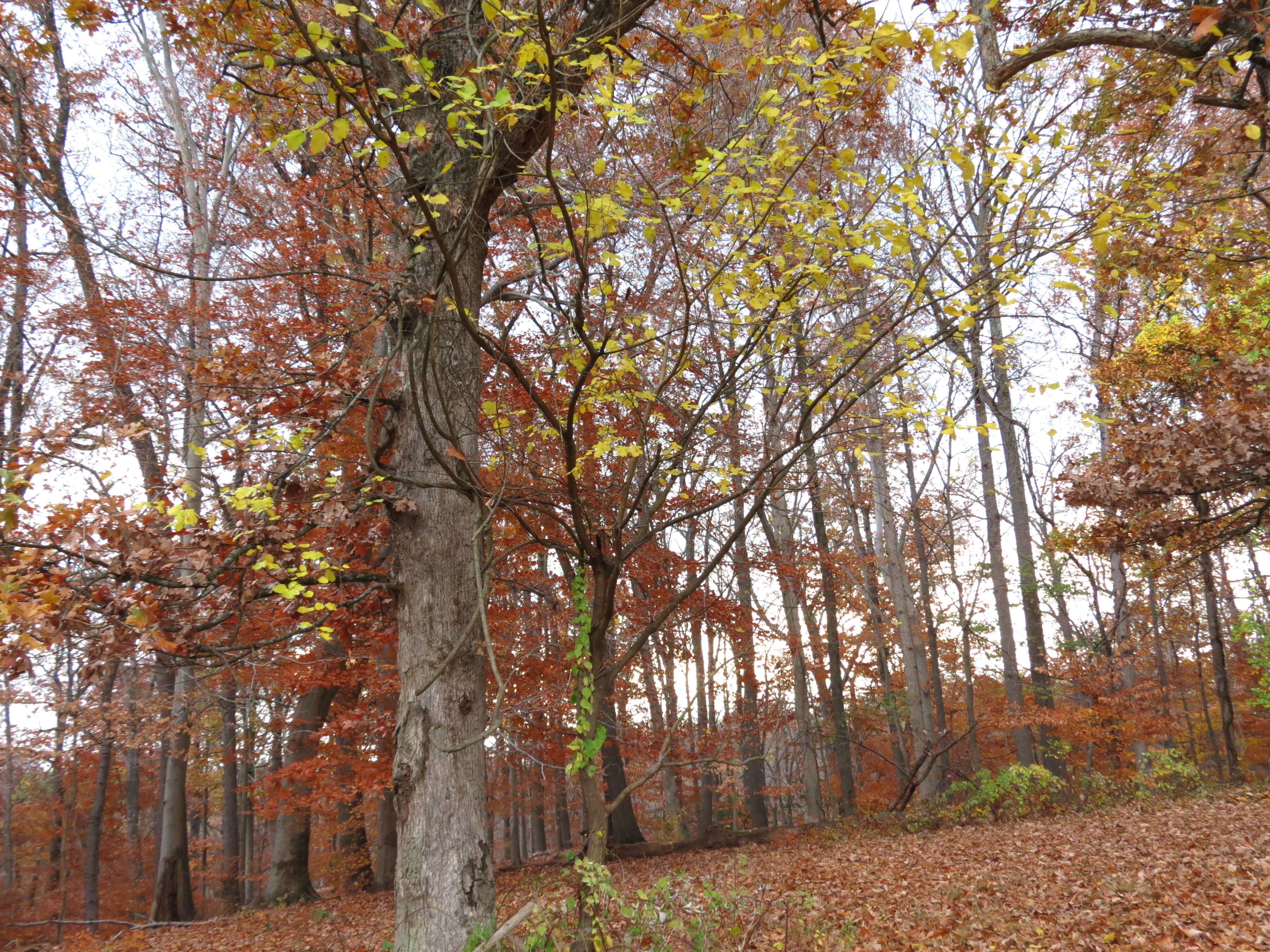 Image of Red Mulberry