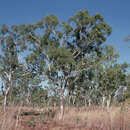 Image of Eucalyptus tectifica F. Müll.