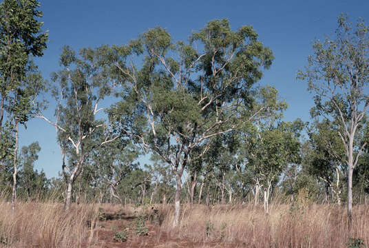 Image of Eucalyptus tectifica F. Müll.