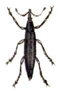 صورة Lixus paraplecticus (Linnaeus & C. 1758)