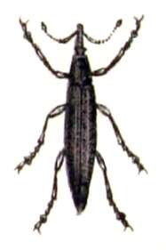 صورة Lixus paraplecticus (Linnaeus & C. 1758)