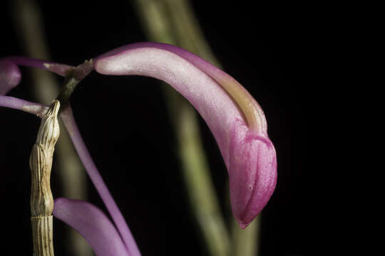 Imagem de Dendrobium hasseltii (Blume) Lindl.