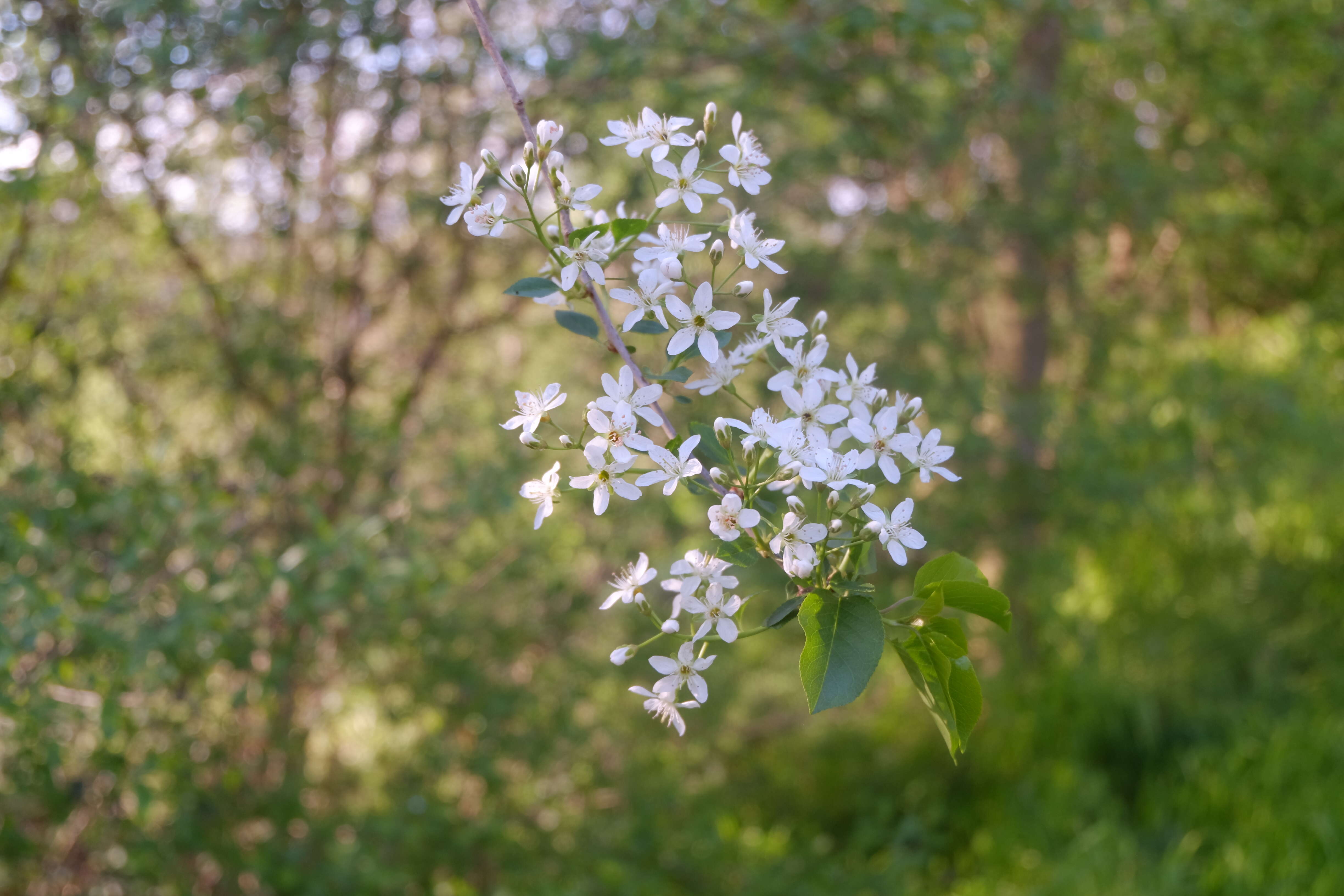 Image of Mahaleb cherry