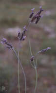 Image of Lavandula multifida L.