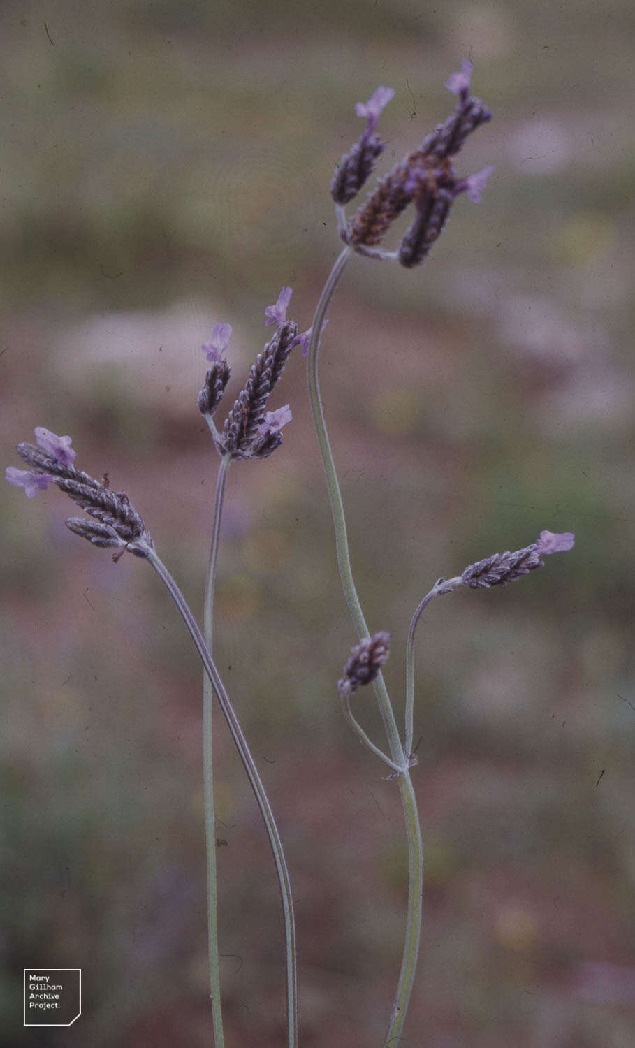 Image of Lavandula multifida L.