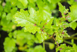 Image of white mustard