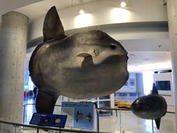 Image of Mola alexandrini