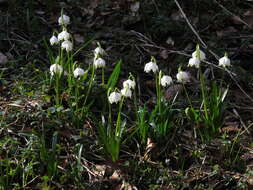 Image of Spring Snowflake