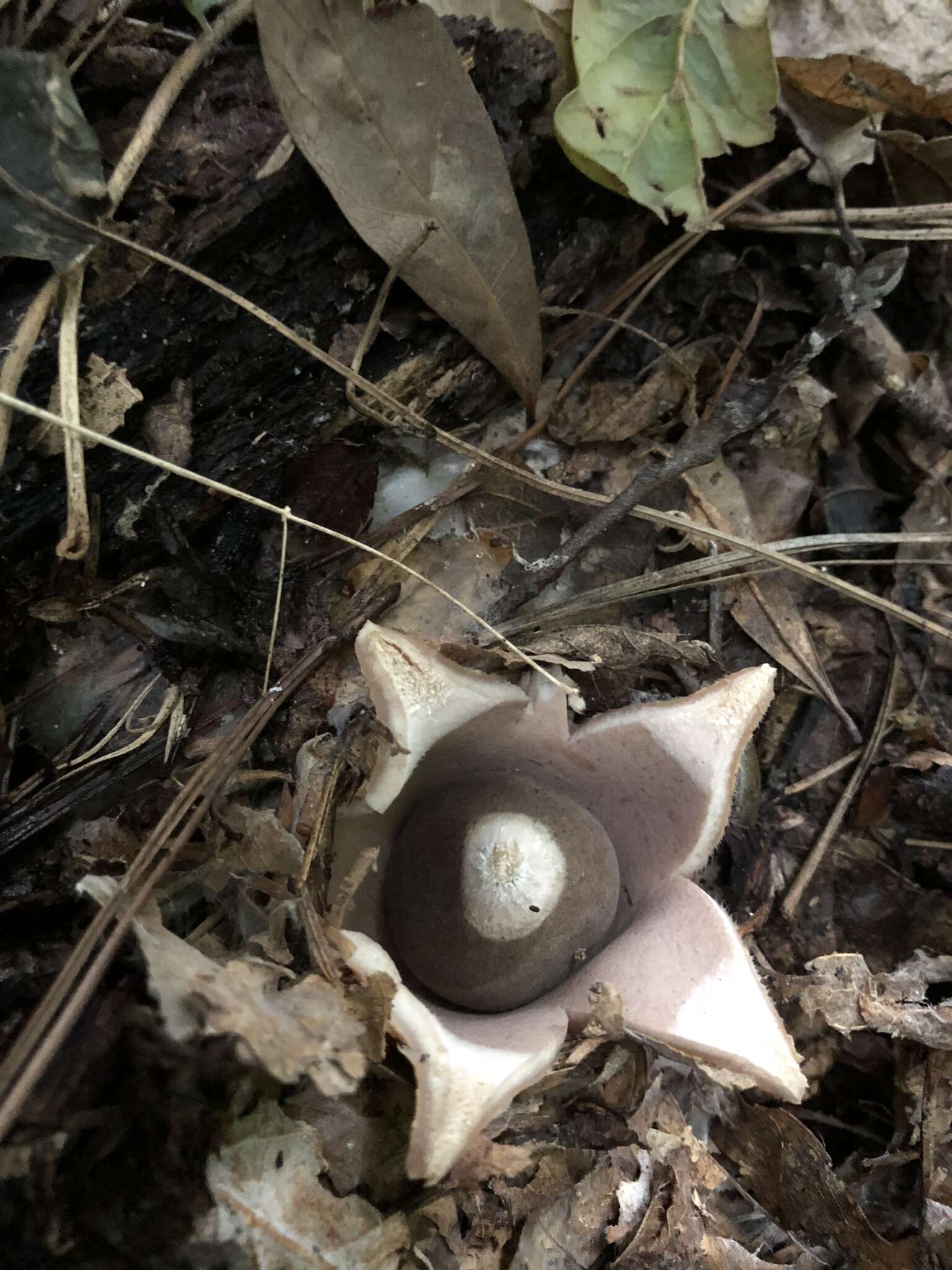 Image of Geastrum saccatum