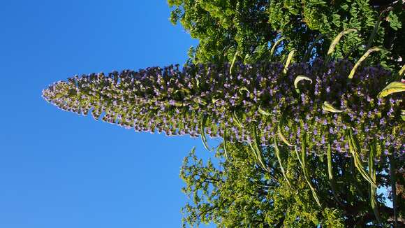 Imagem de Echium pininana Webb & Berth.