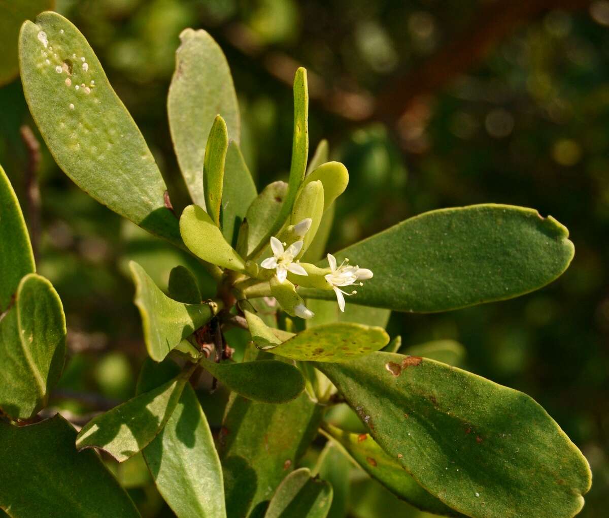 Image of Lumnitzera racemosa Willd.