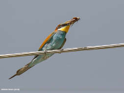 Image of bee-eater, european bee-eater