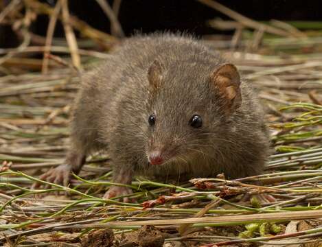 Image of Dusky Antechinus